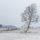 Reduzierte Winterlandschaft, Lustenau, Jan 2021 Fotografie Reinhard Fasching